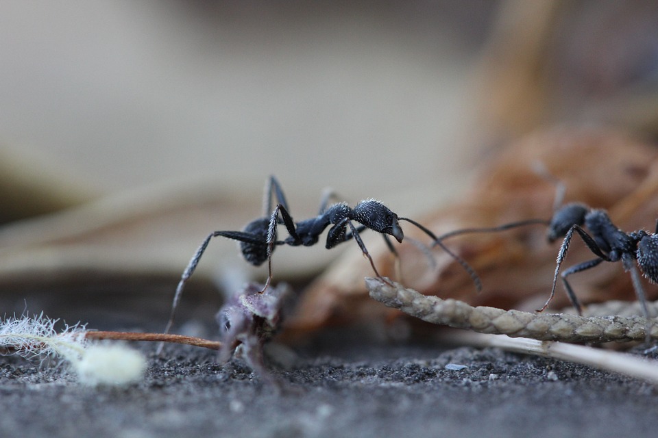 Lawn Care Service: How to Get Rid of 6 Common Pests