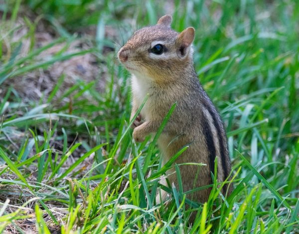 5 Ways to Keep Squirrels off Your Yard