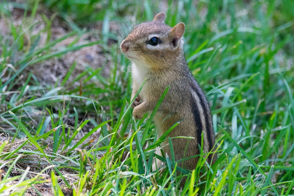 5 Ways to Keep Squirrels off Your Yard