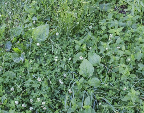 How to Deal with Overgrown Weeds