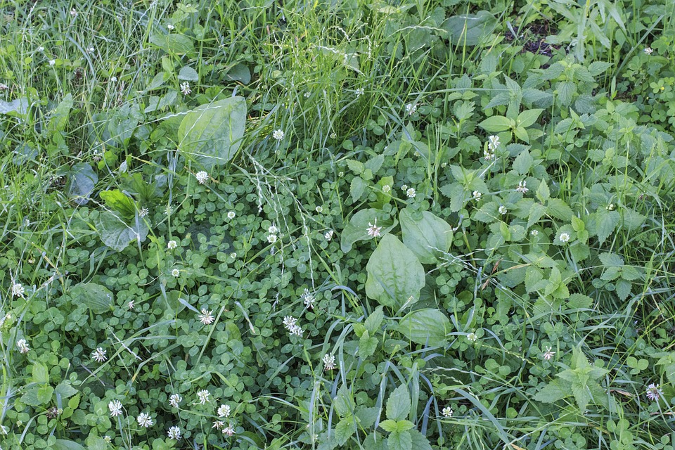 How to Deal with Overgrown Weeds