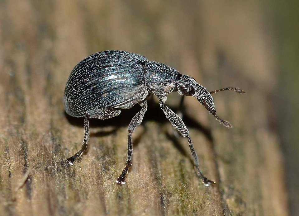 How to Get Rid of Black Vine Weevils